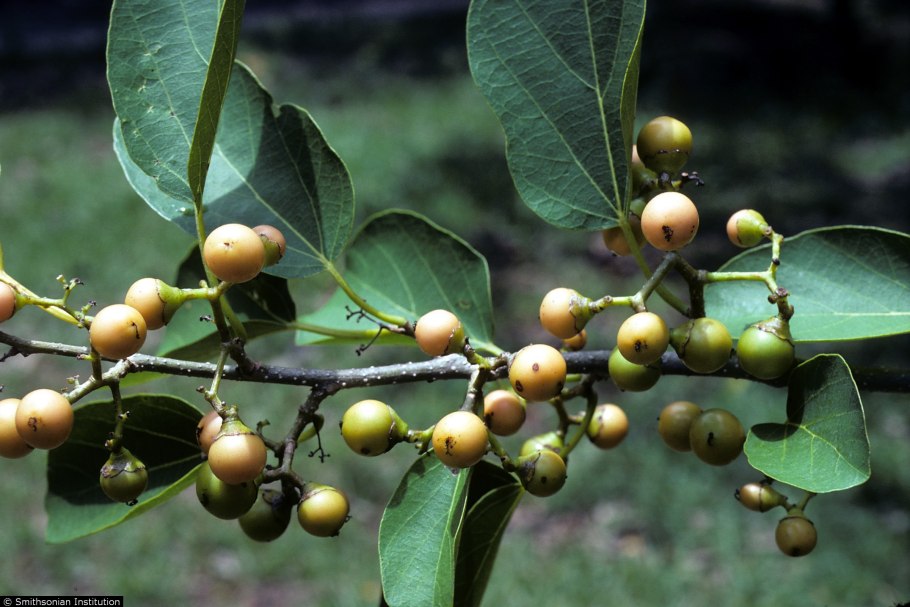 Cordia laevigata