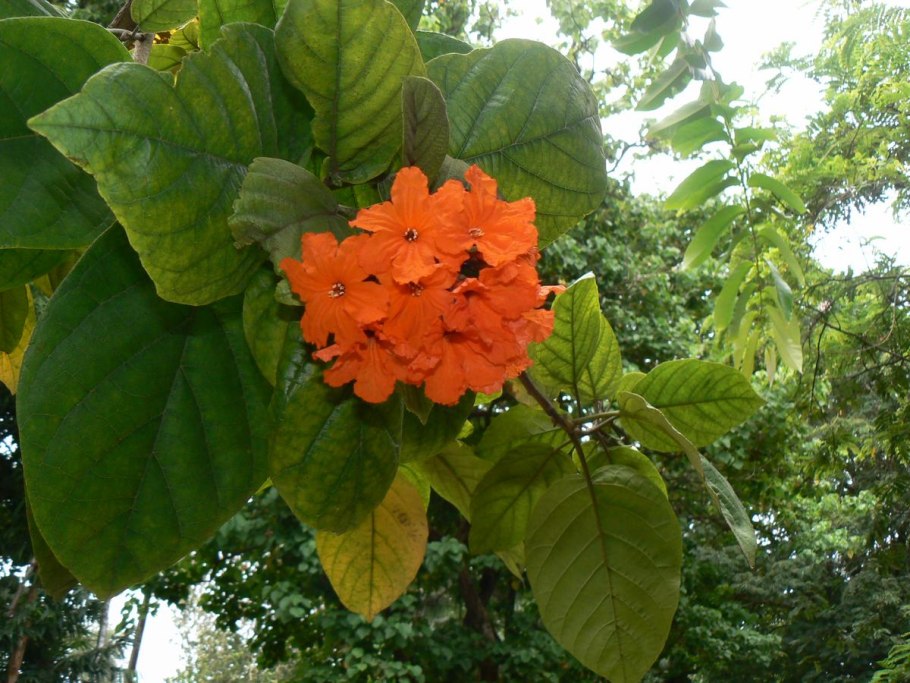 Кордия лист