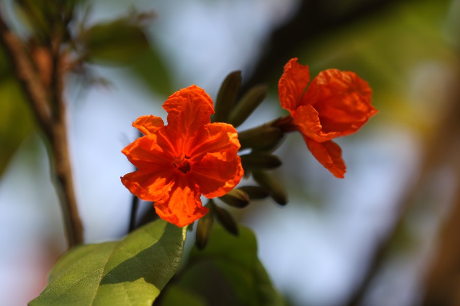 Эвелина Кордия