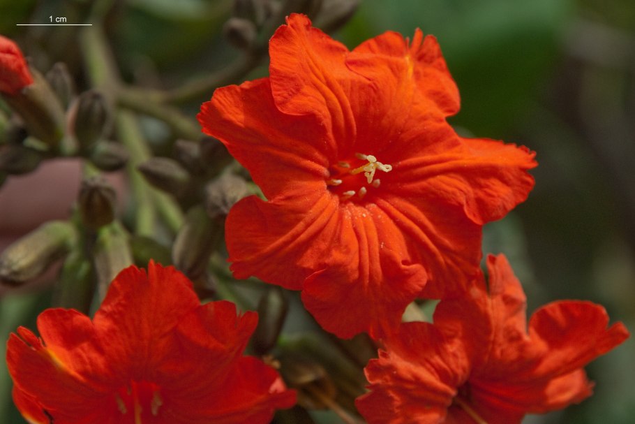 Кордия широколистная