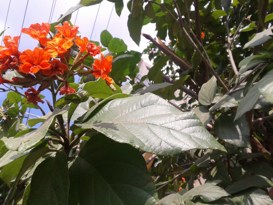 Кордия слизистая