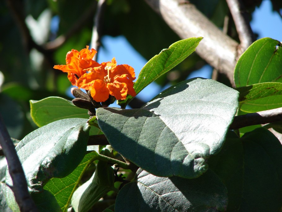 Кордия широколистная