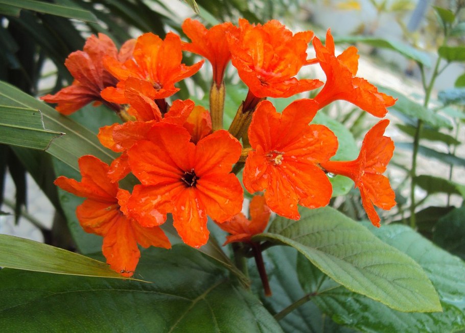 Кордия белая