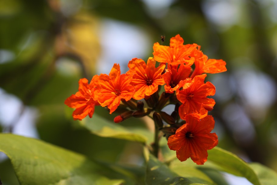 Кордия широколистная