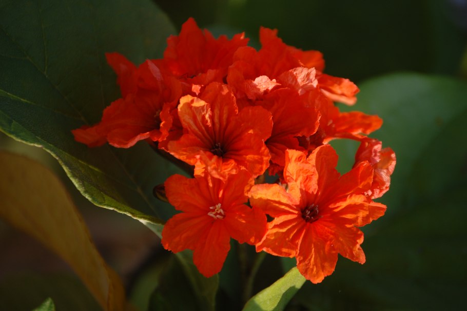 Коста Кордия .фото