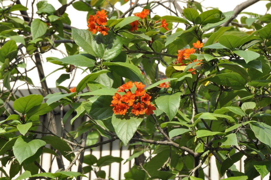 Cordia sebestena растение