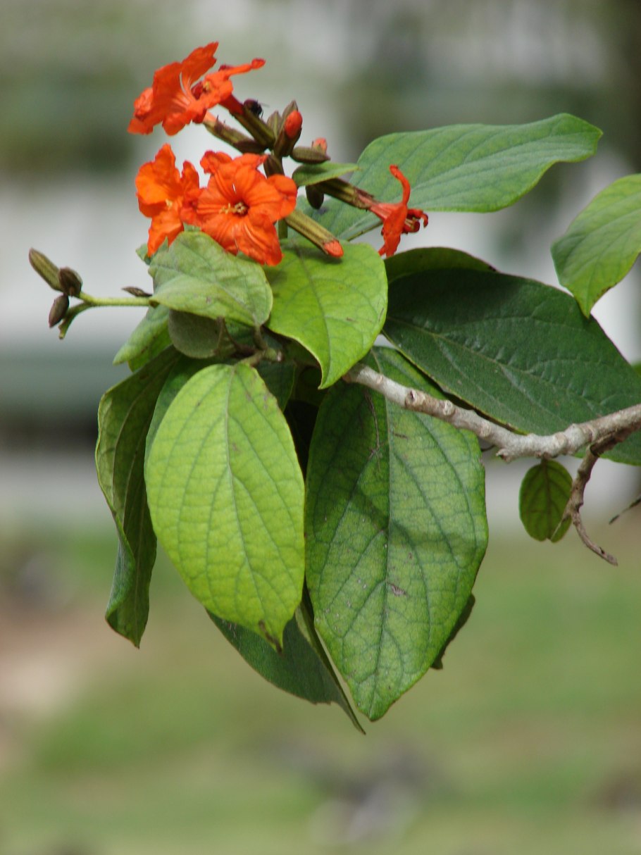 Cordia subcordata