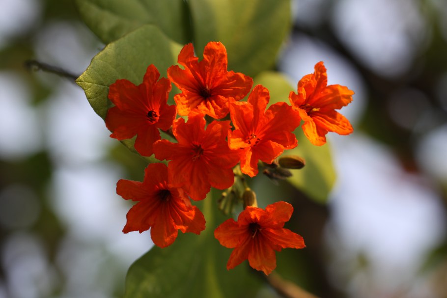 Кордия широколистная