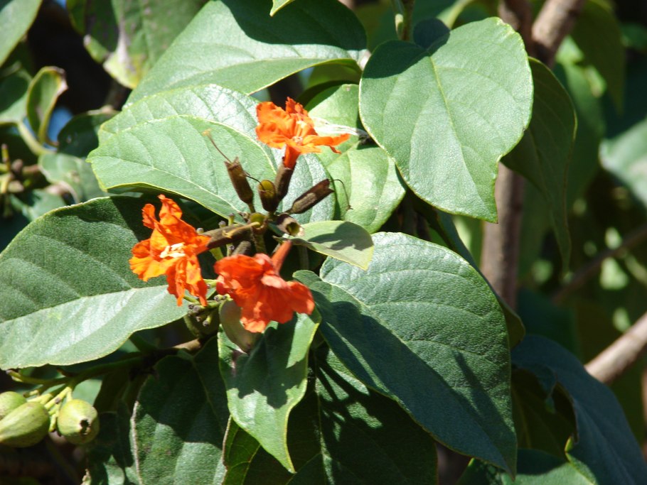 Кордия и Сильвия