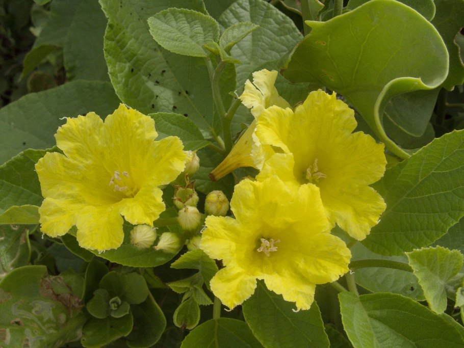Cordia lutea