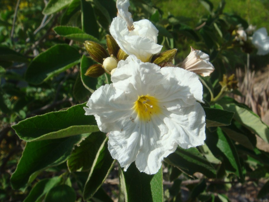Cordia myxa