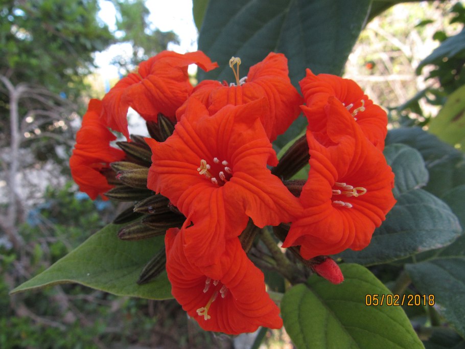 Кордия широколистная