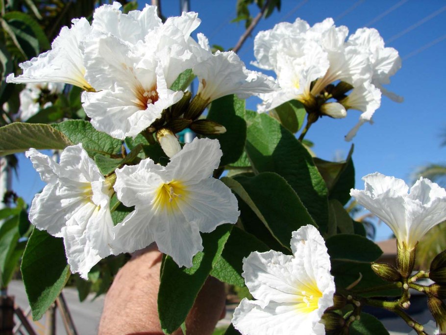 Кордия слизистая