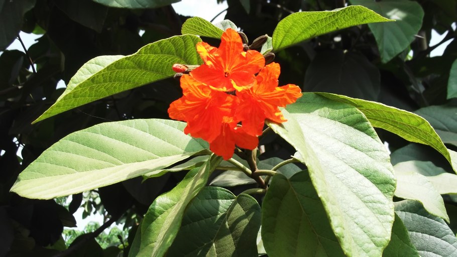 Кордия растение