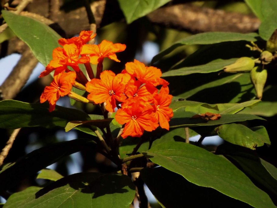 Кордия дерево