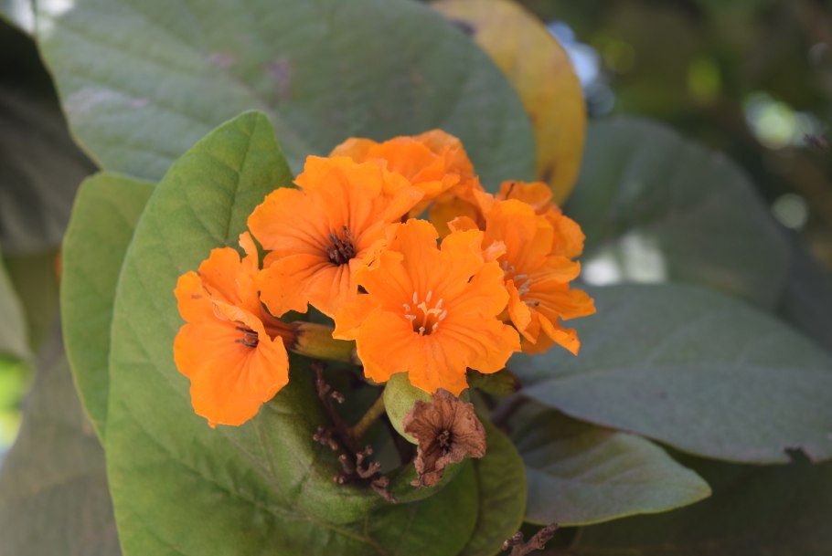 Эвелина Кордия