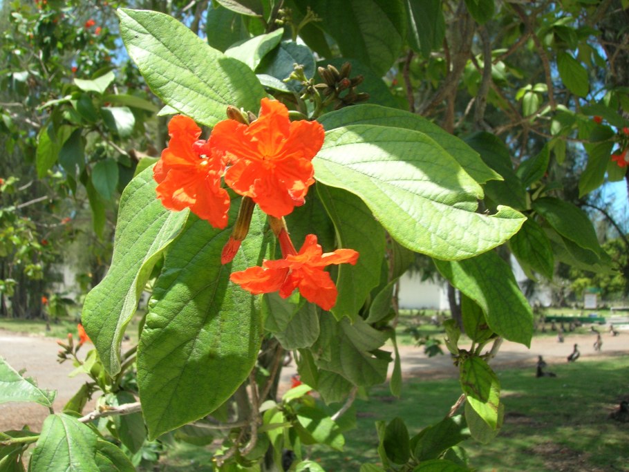 Cordia sebestena