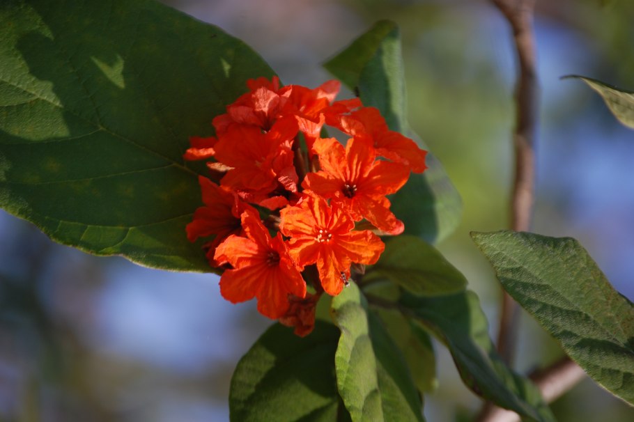 Оранжевые цветы в виде пирамиды
