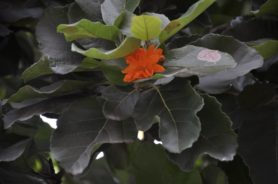 Cordia dodecandra