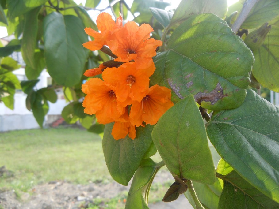 Кордия и Сильвия