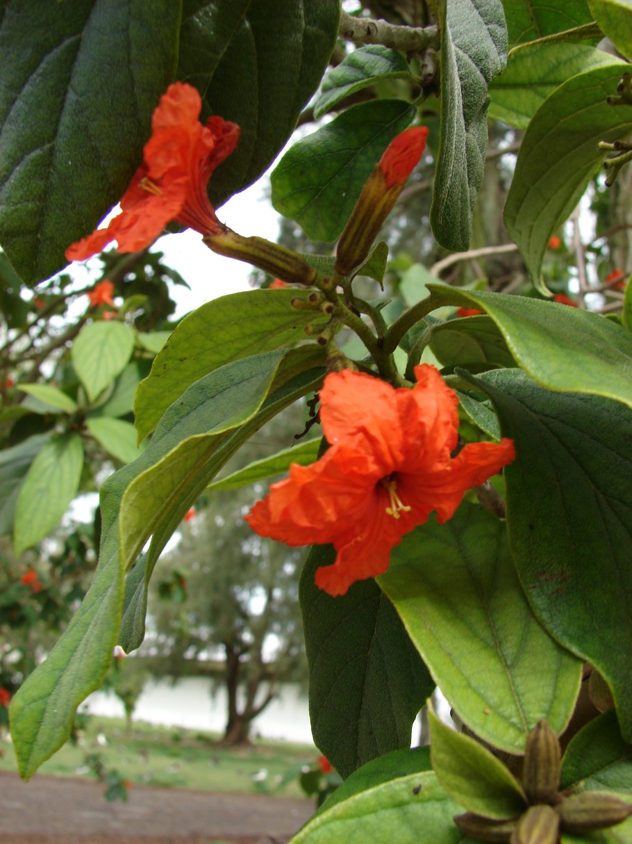 Cordia gerascanthus