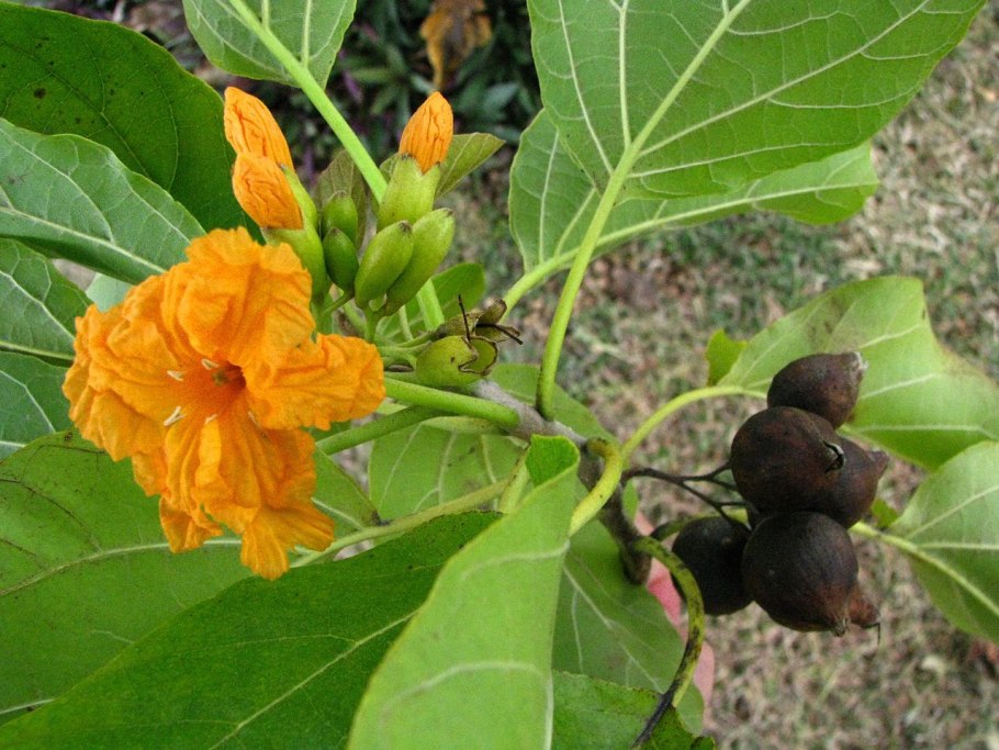 Cordia dodecandra