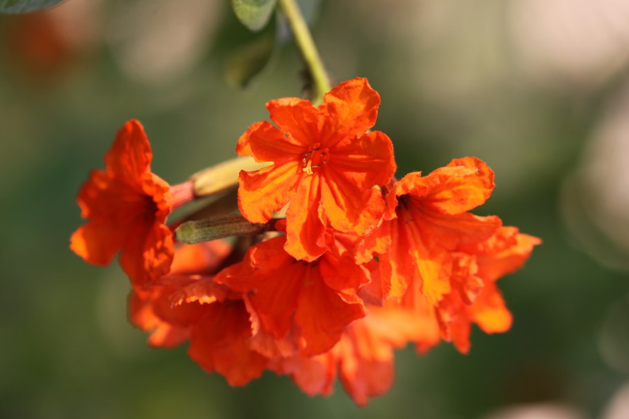 Orange flower