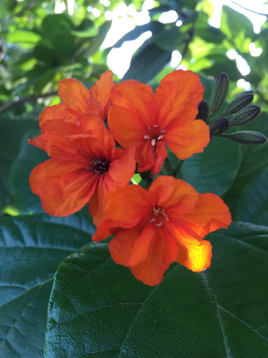 Коста Кордия .фото