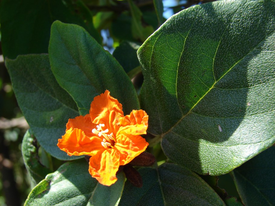 Коста Кордия .фото