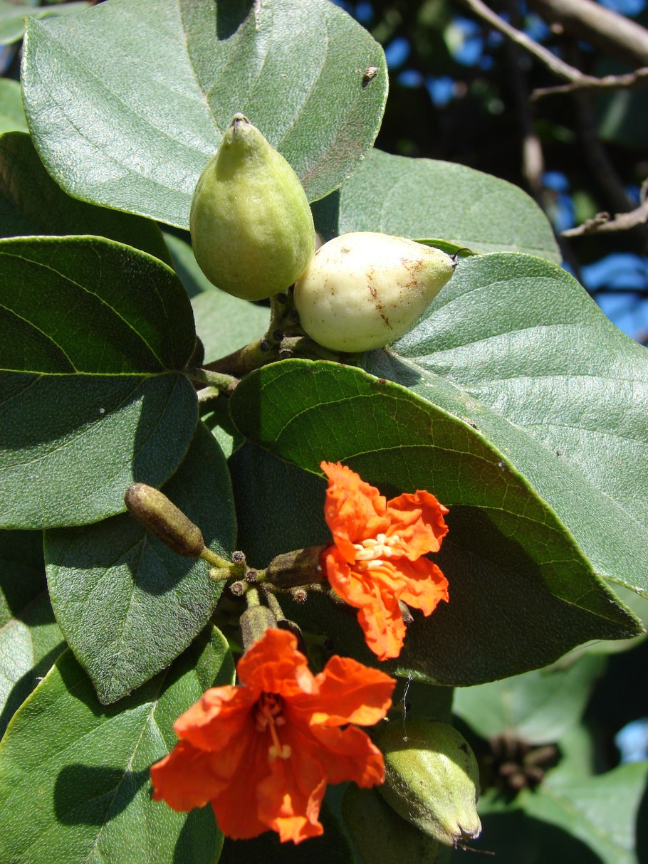 Хурма (diospyros kaki)