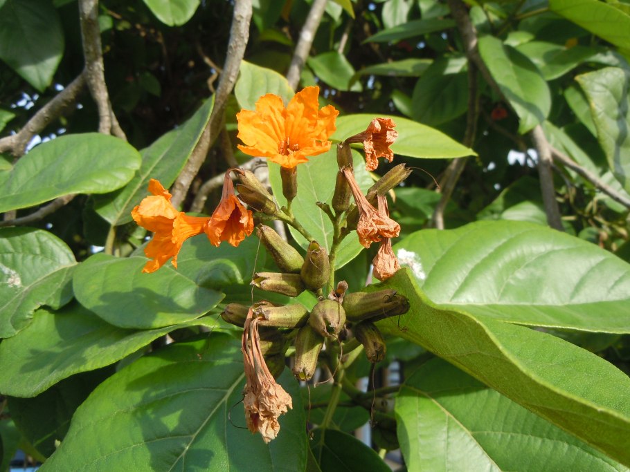 Коста Кордия .фото