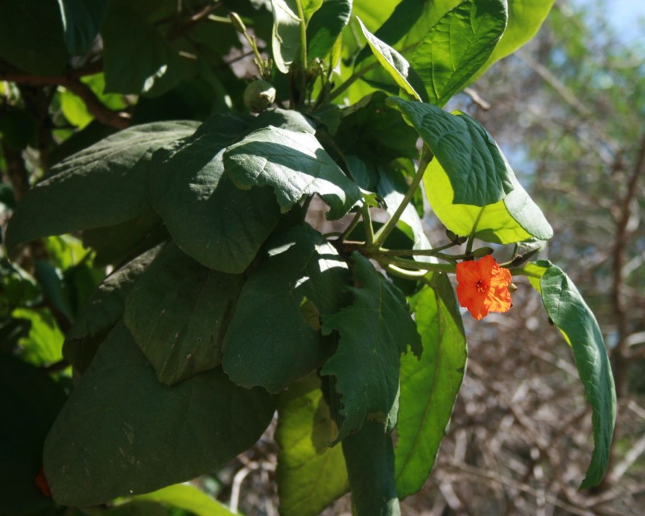 Cordia sebestena растение