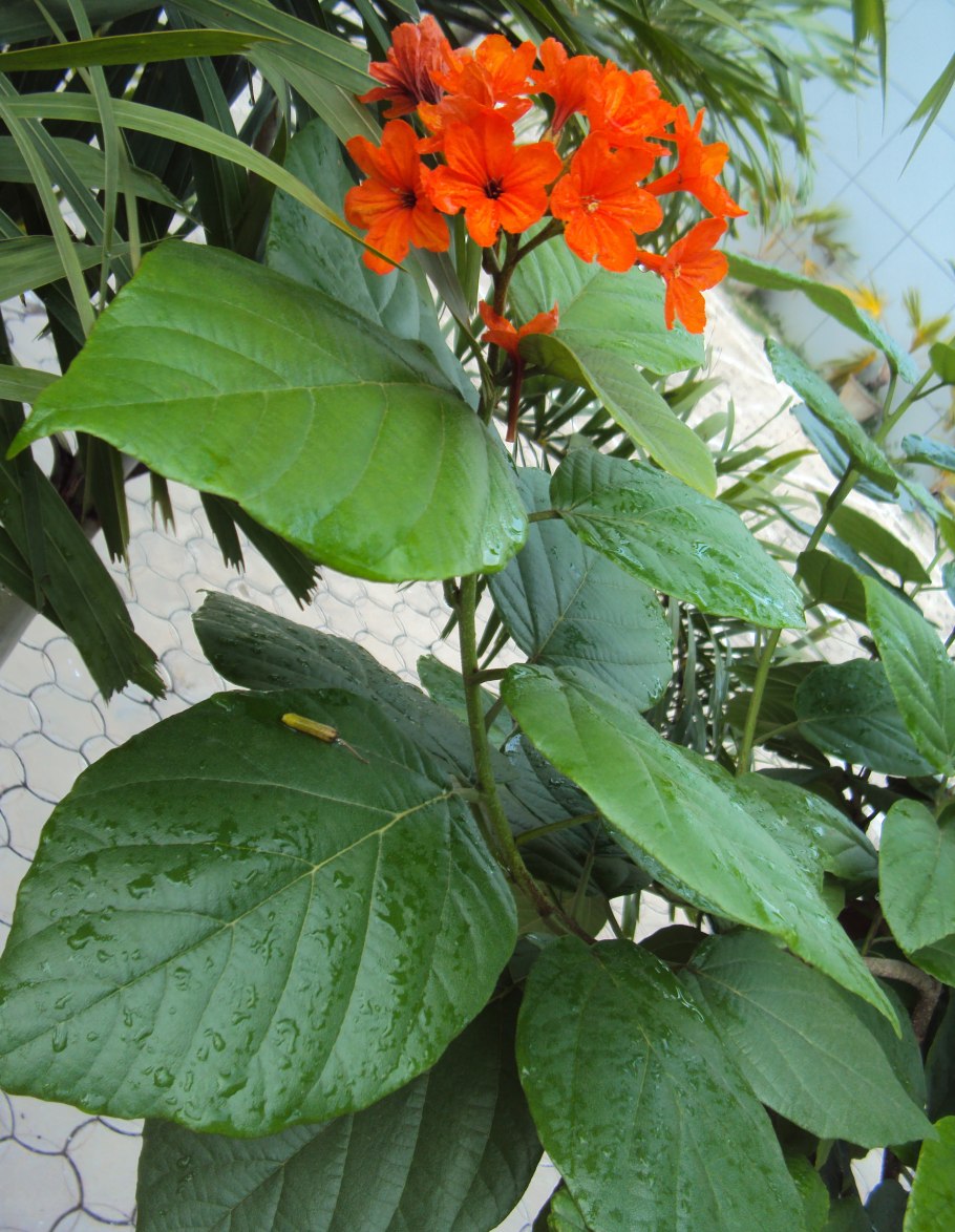 Кордия себестена