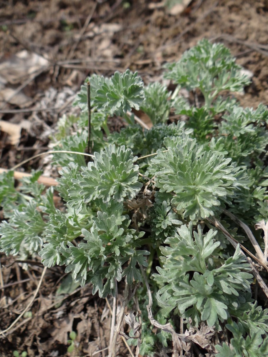 Полынь красноножковая