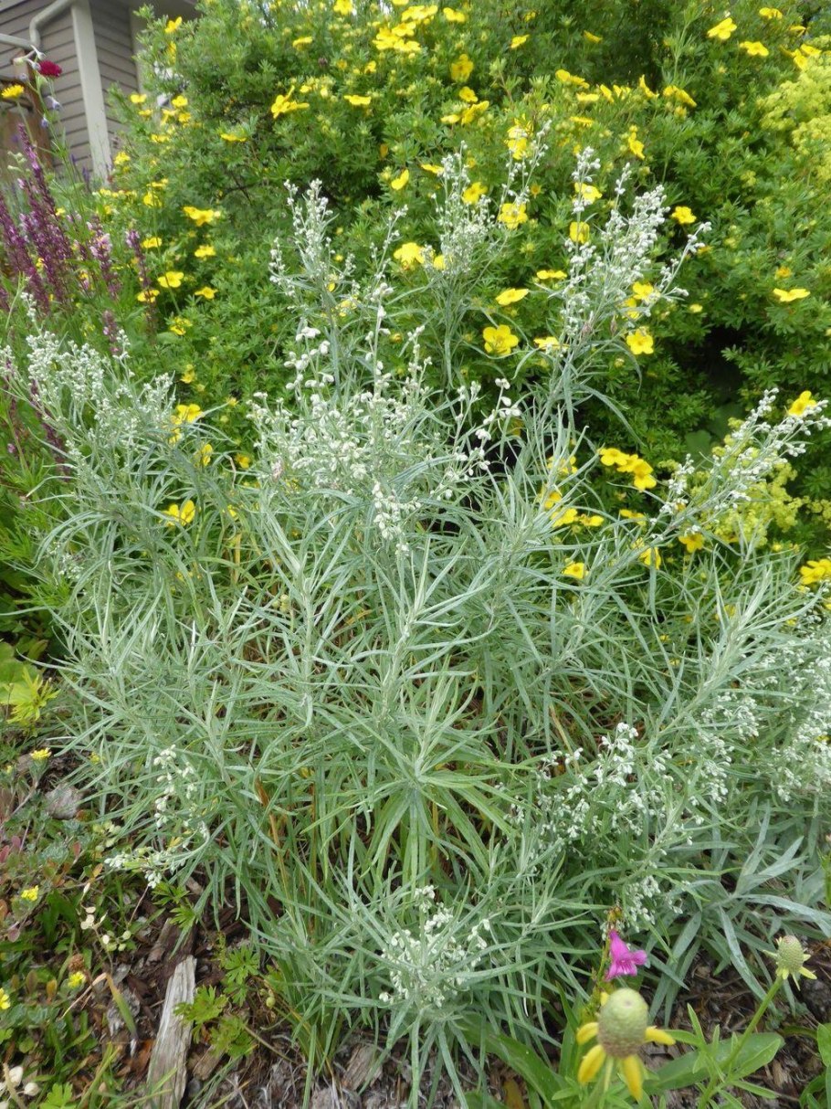 Полынь крупноцветковая