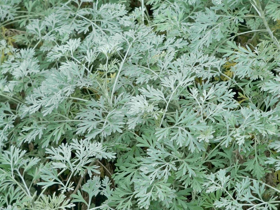 Полынь горькая artemisia absinthium