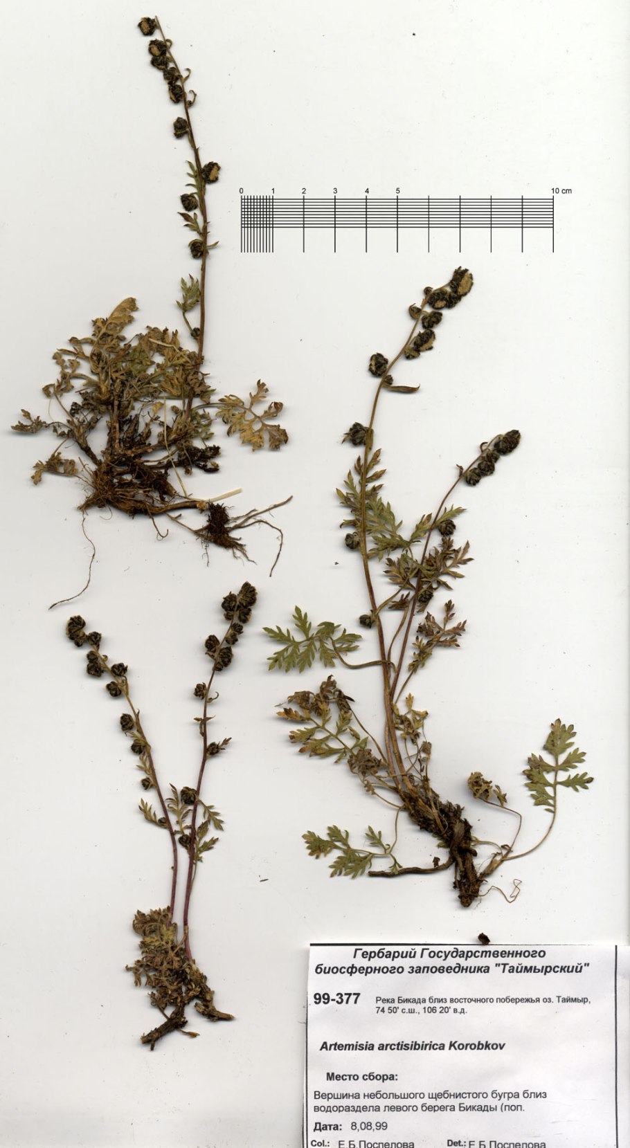 Полынь однолетняя гербарий