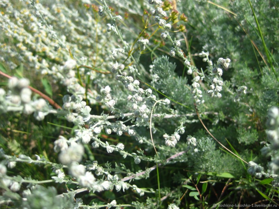 Полынь обыкновенная artemisia vulgaris