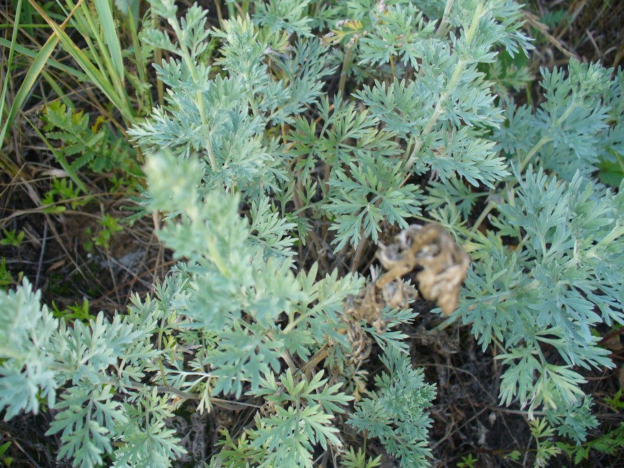 Полынь холодная artemisia frigida