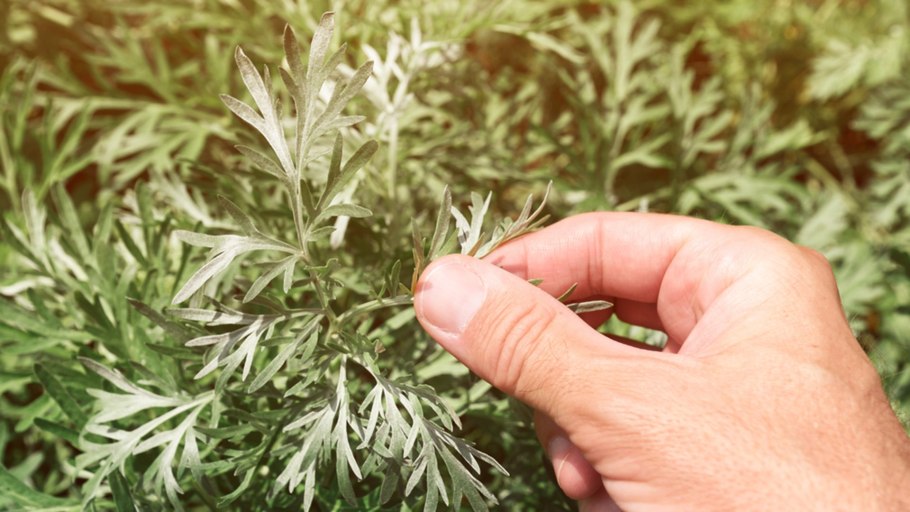 Растение полынь