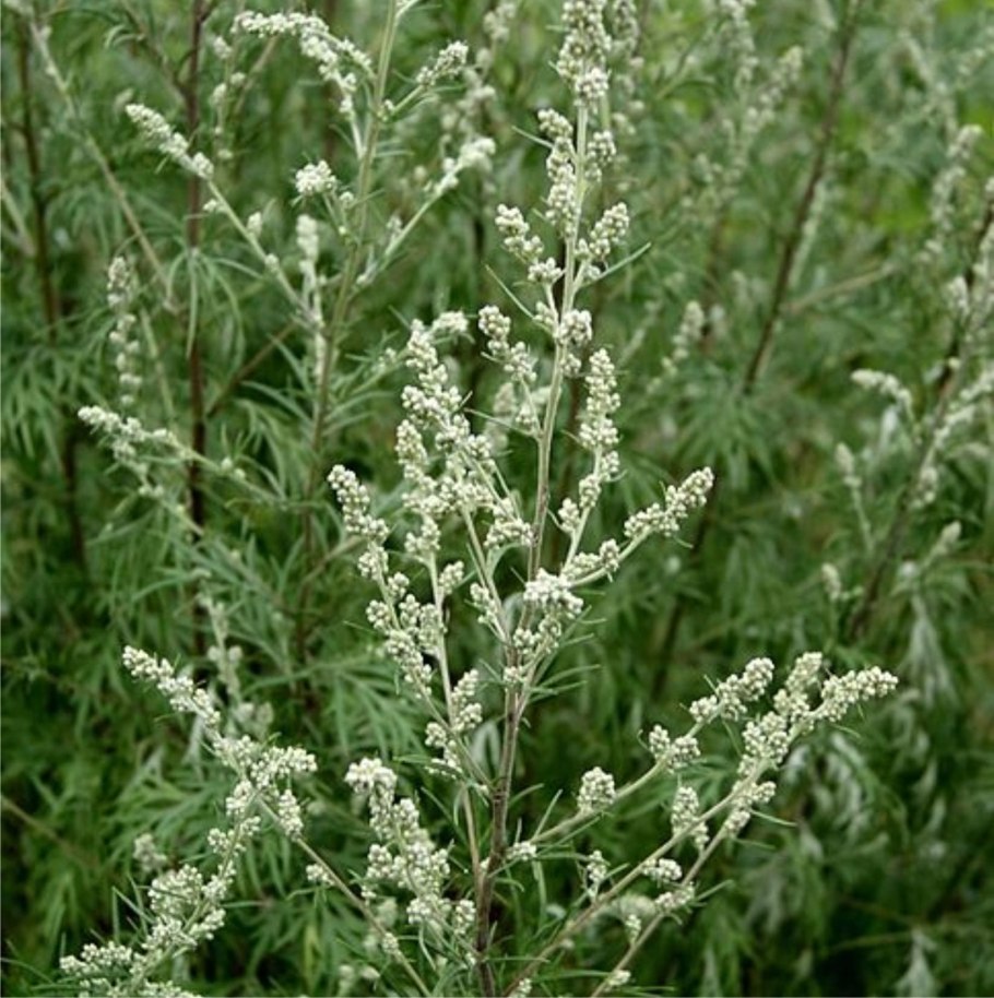 Полынь обыкновенная artemisia vulgaris l.