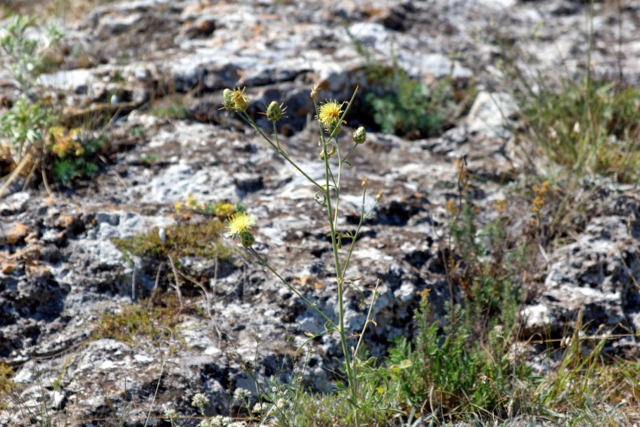 Полынь арктросиьирская