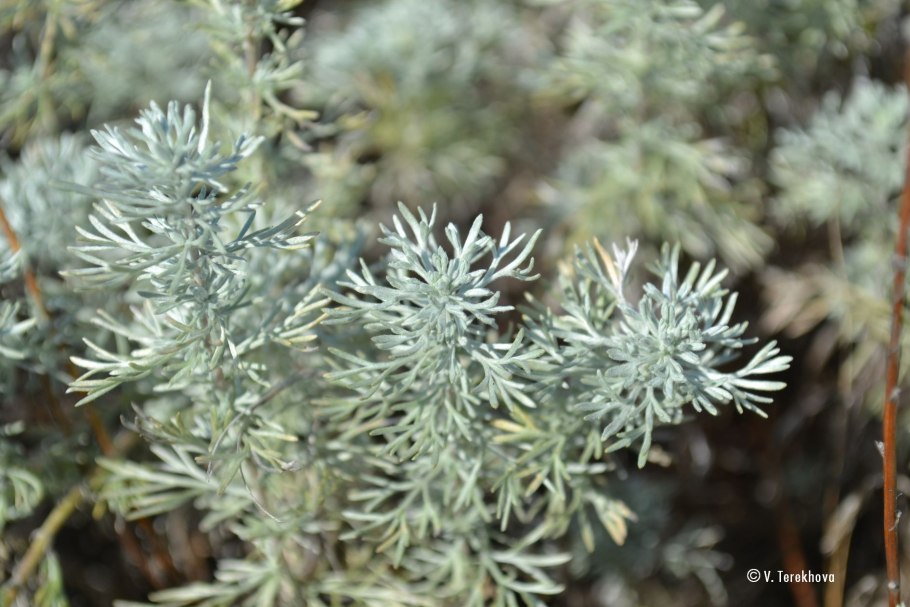 Полынь шмидта artemisia schmidtiana