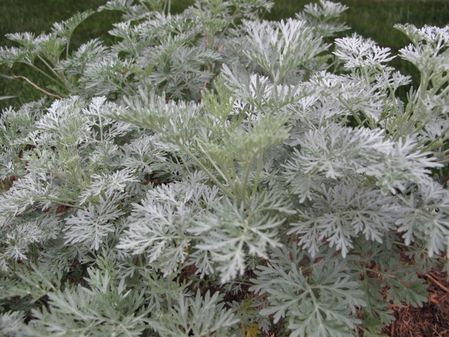 Полынь artemisia arborescens powis