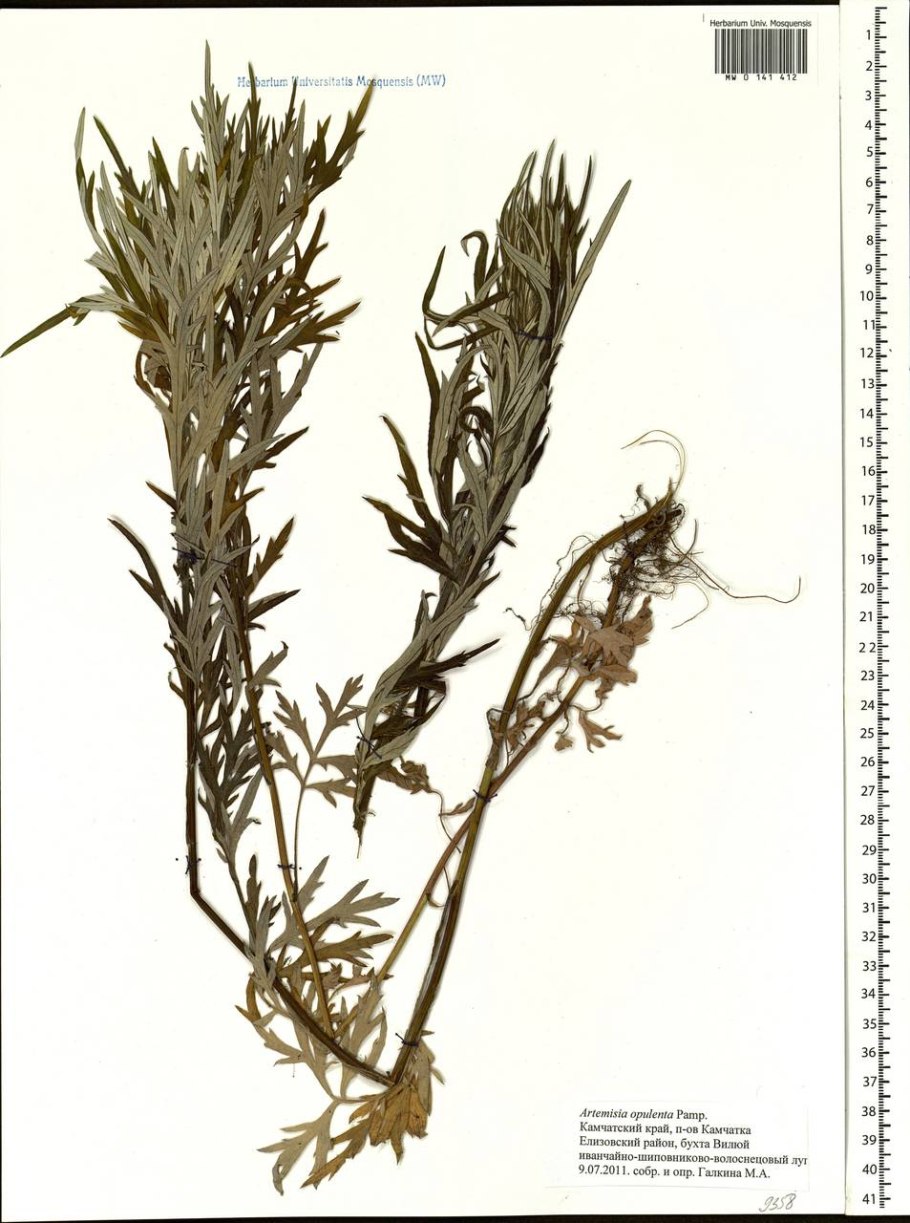 Полынь чернобыльник artemisia vulgaris