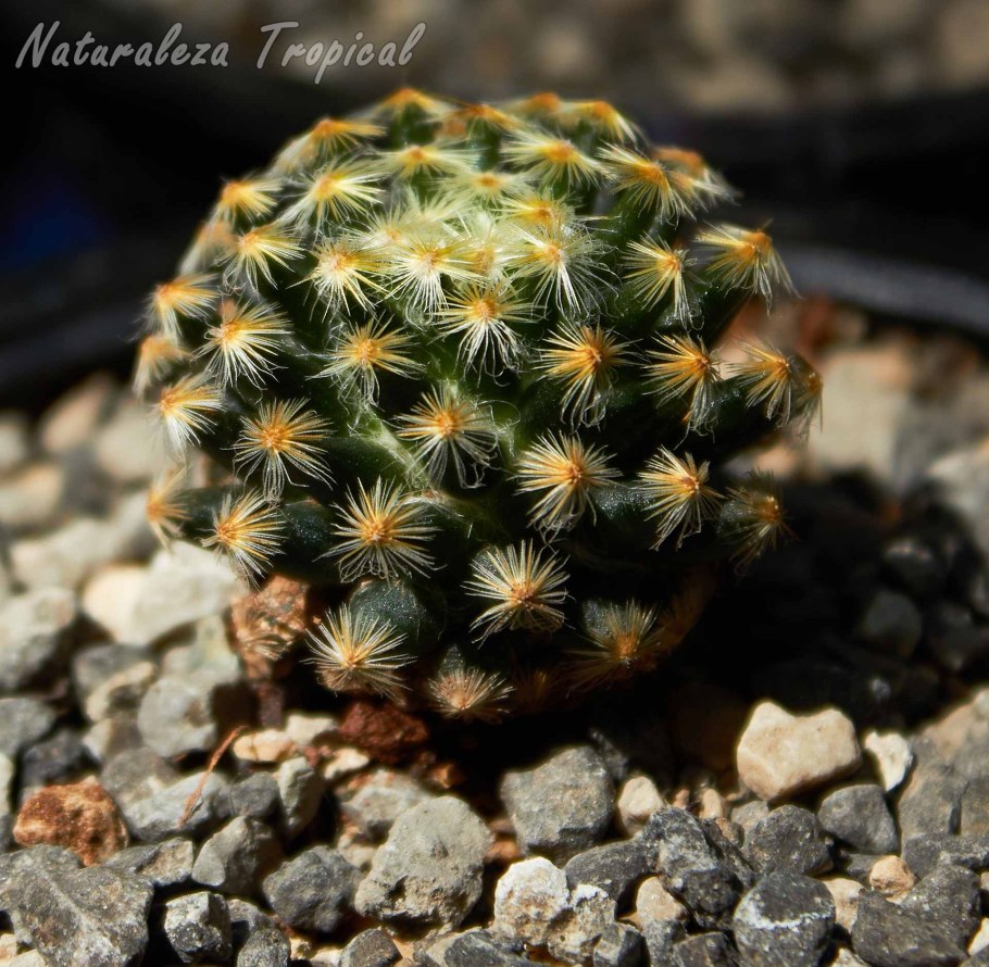 Маммиллярия schiedeana
