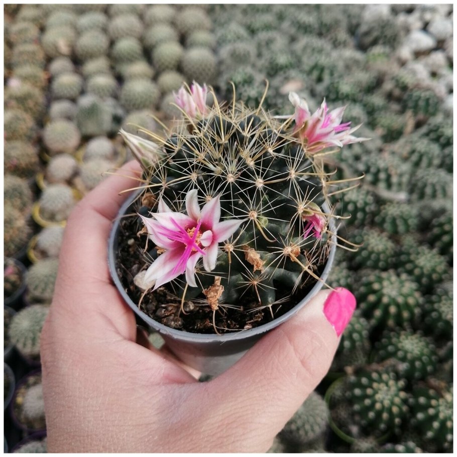 Фото Mammillaria decipiens