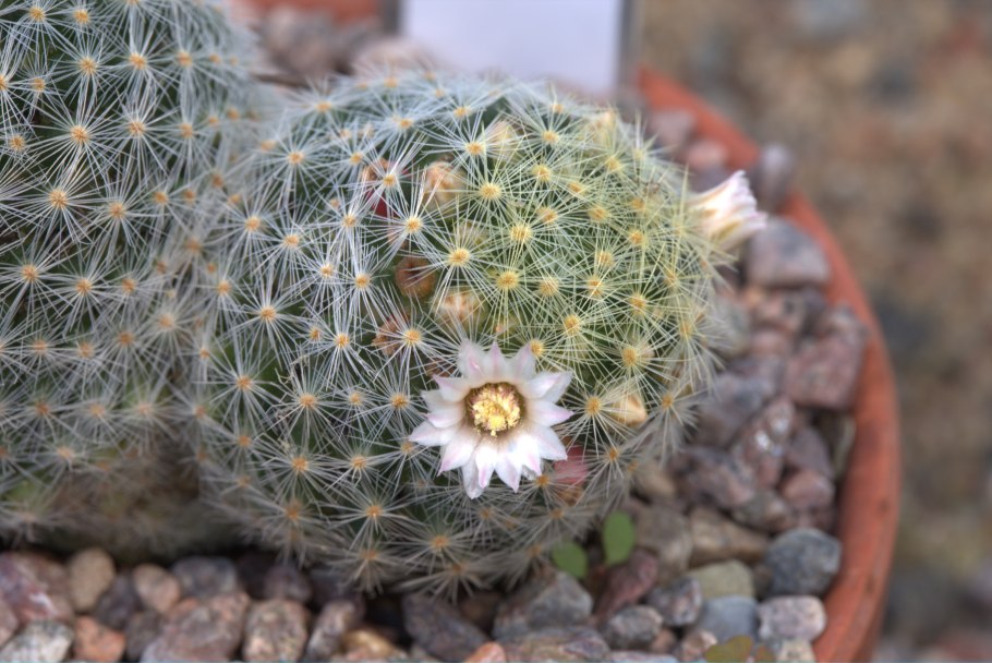 Mammillaria schiedeana