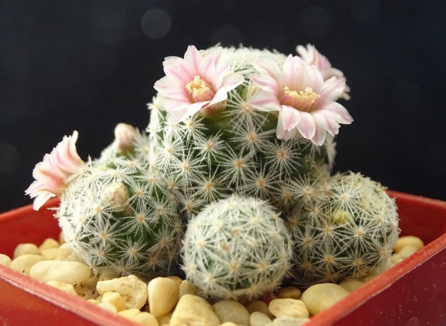 Mammillaria schiedeana