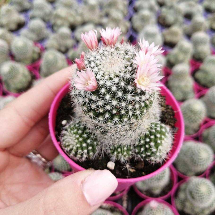 Mammillaria schiedeana